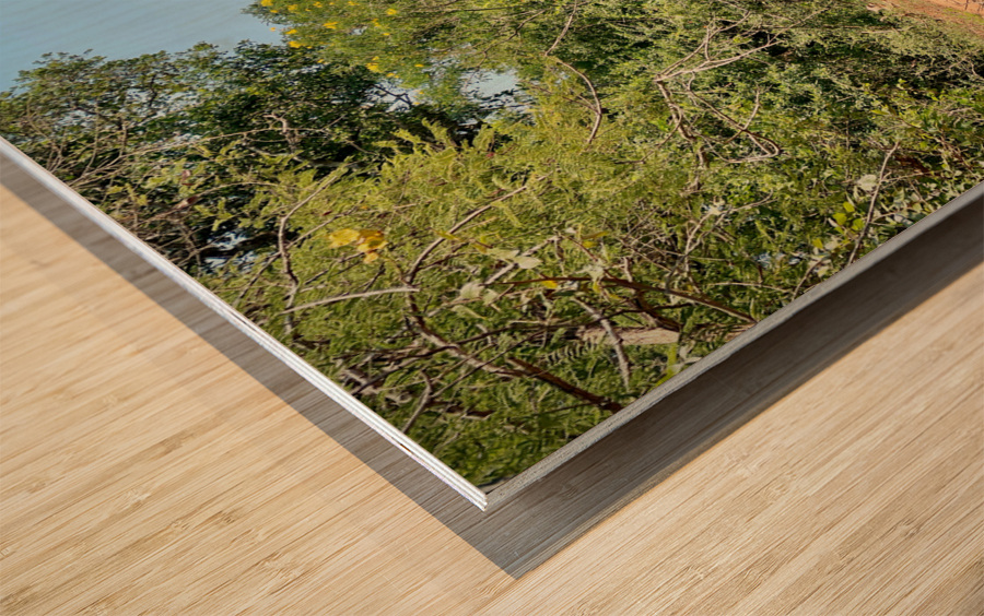 Elephant in the Wild Wood print