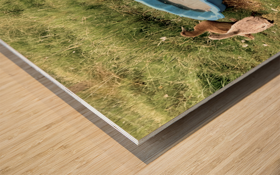 Ducks Plastic Pool Wood print