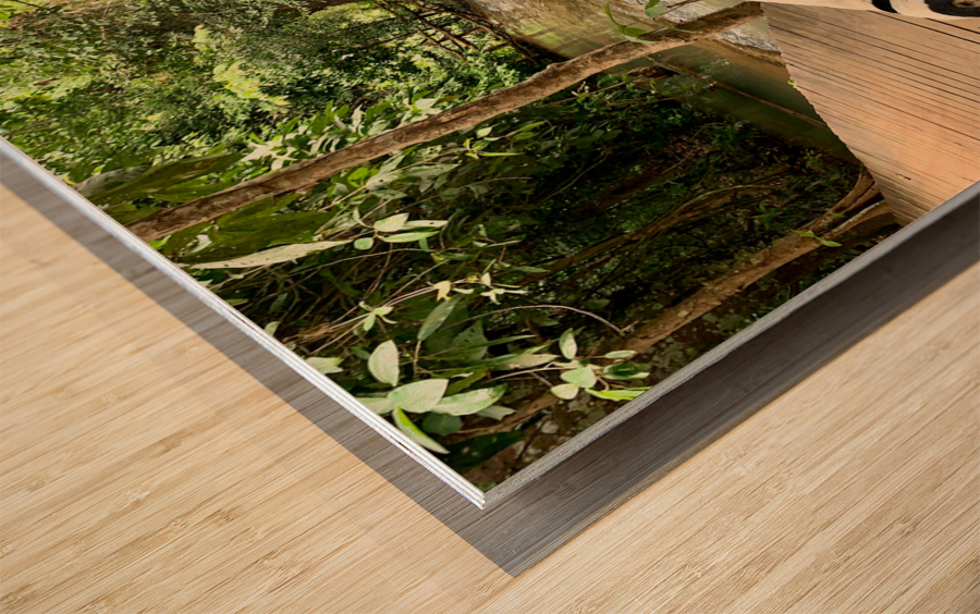 Dog Looking at the Horizon Wood print