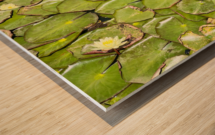 Water Lilies Wood print