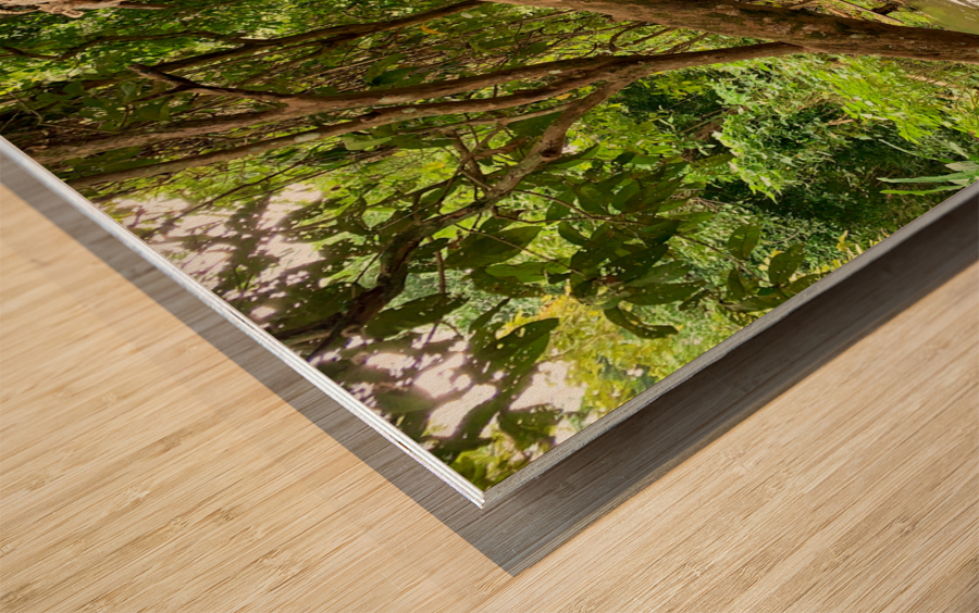 Swing in the Jungle Wood print