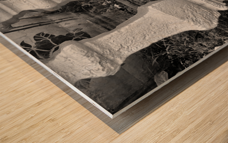 BW Cats Peaking Through Wood print