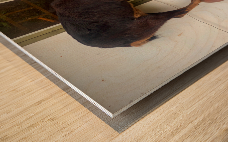 Goat on a Seat Wood print