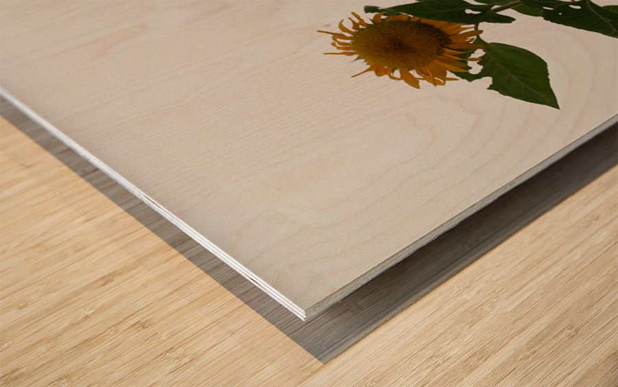 Mysterious Sunflower Wood print