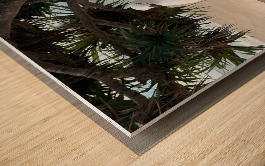 One Leg Balance Wood print