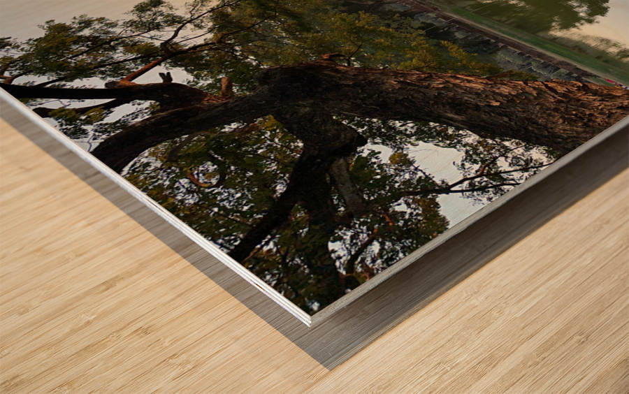 Perfect Tree Reflection During Sunset Wood print