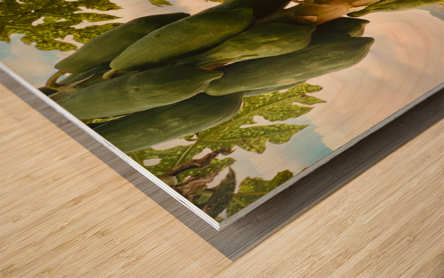 Papaya Trees Wood print