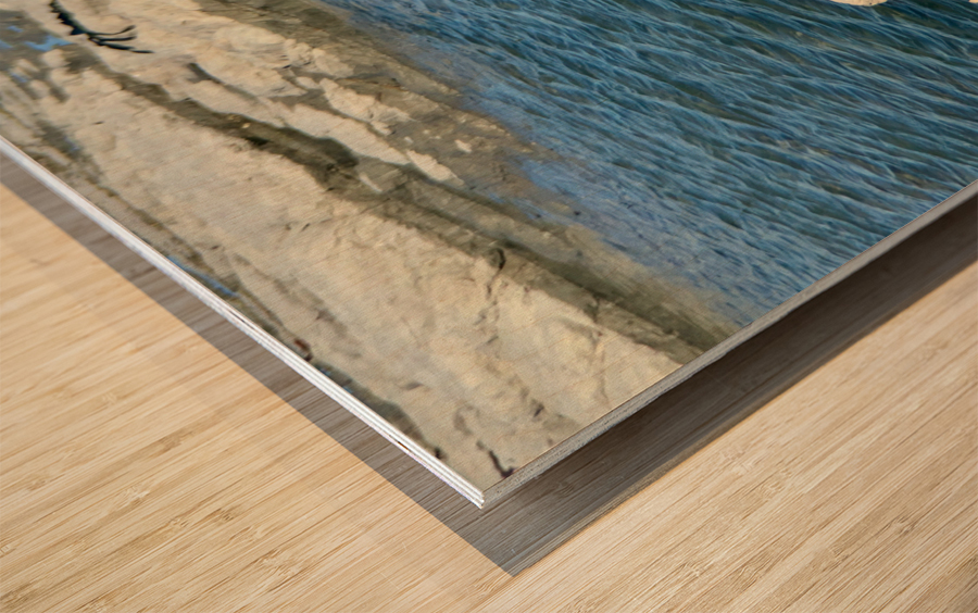 Seal Looking at a Distance Wood print