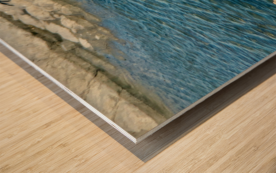 Seal Looking Back at You Wood print