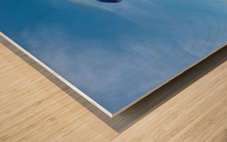 Macaws with Hands Wood print