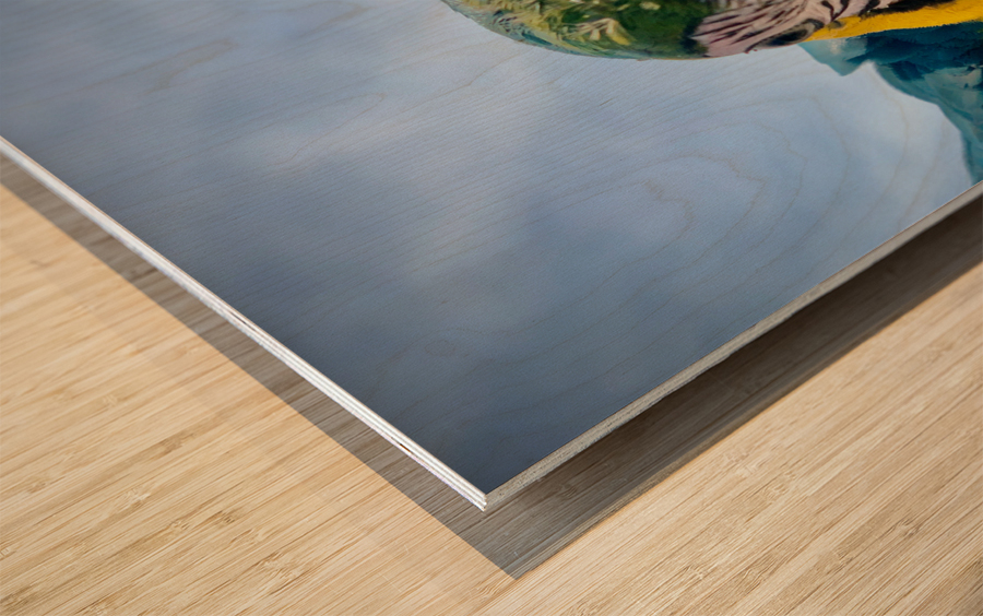 Macaws Close up Wood print