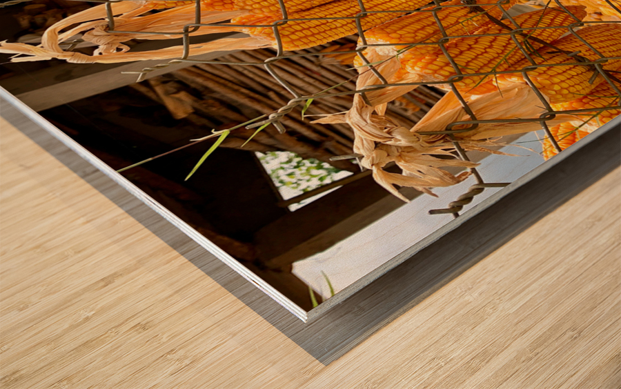 Corn Hanging on the Fence Wood print