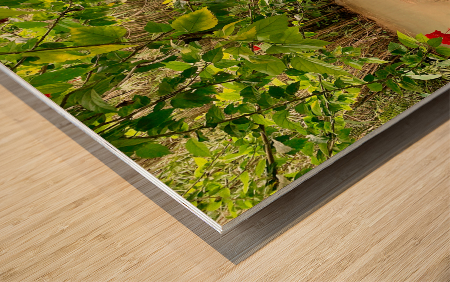 Kuang Si Waterfalls 3 Wood print