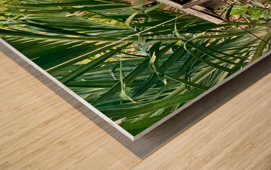 Full House Kitty Cat Wood print