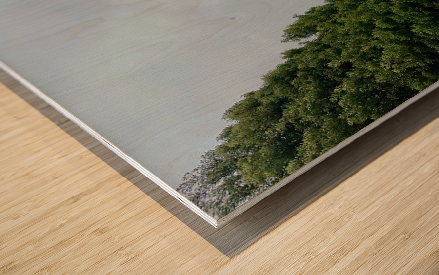 Foggy Forest Wood print