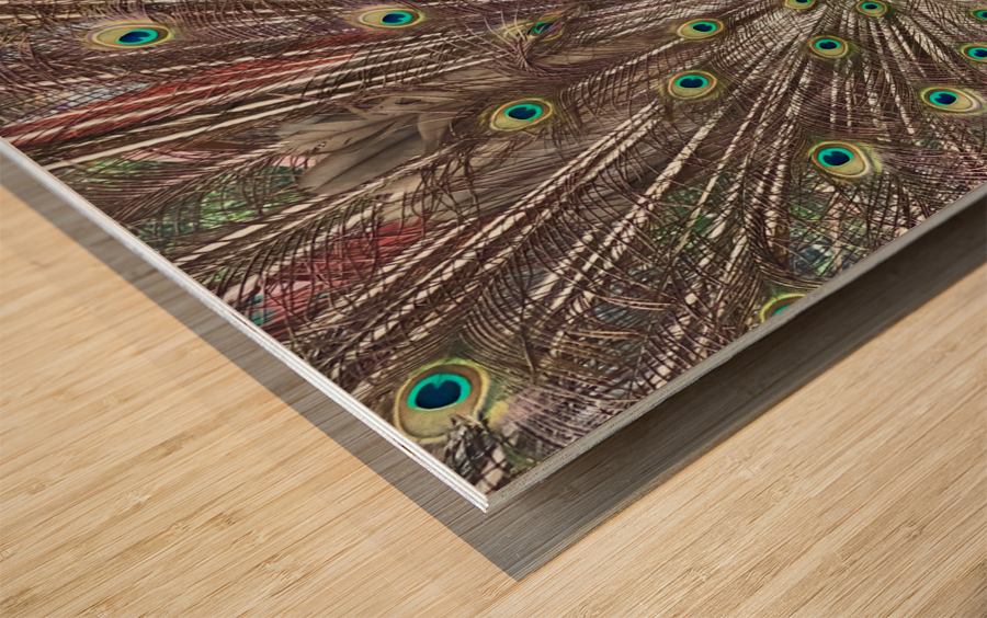 The Peacock Wood print