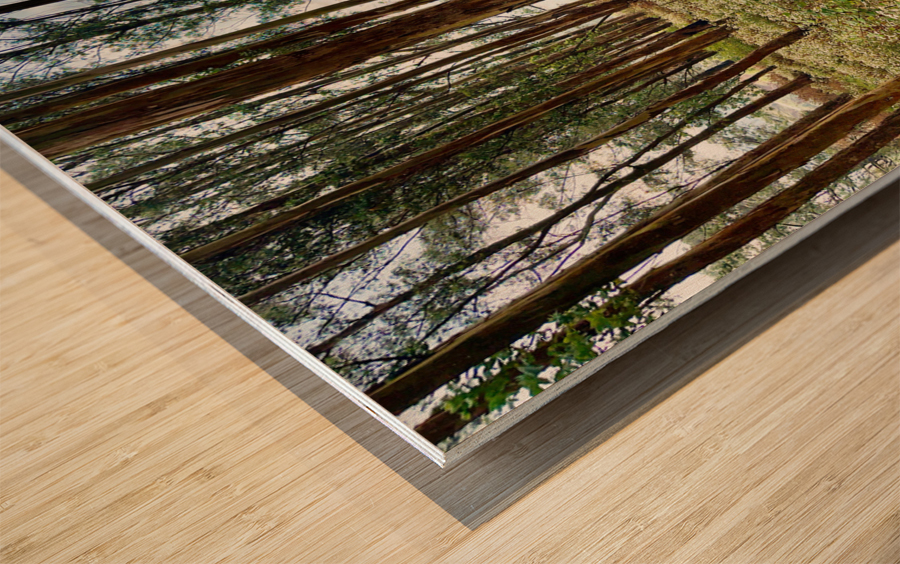 Through the Trees 2 Wood print