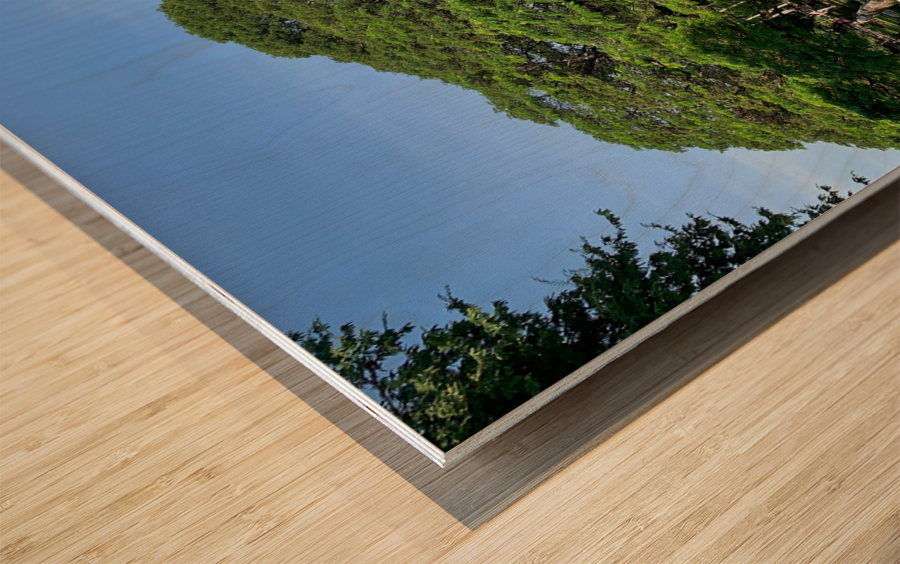 Giant Raintree 1 Wood print