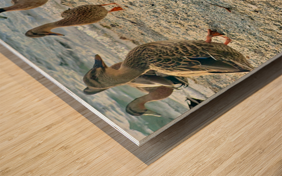 Ducks on the Beach Wood print