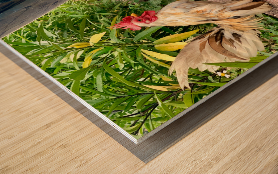 Rooster Bike Wood print