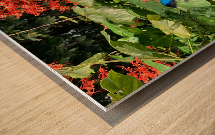 The Blue Butterfly Wood print