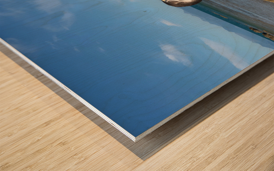 Bird Looking Straight Ahead Wood print