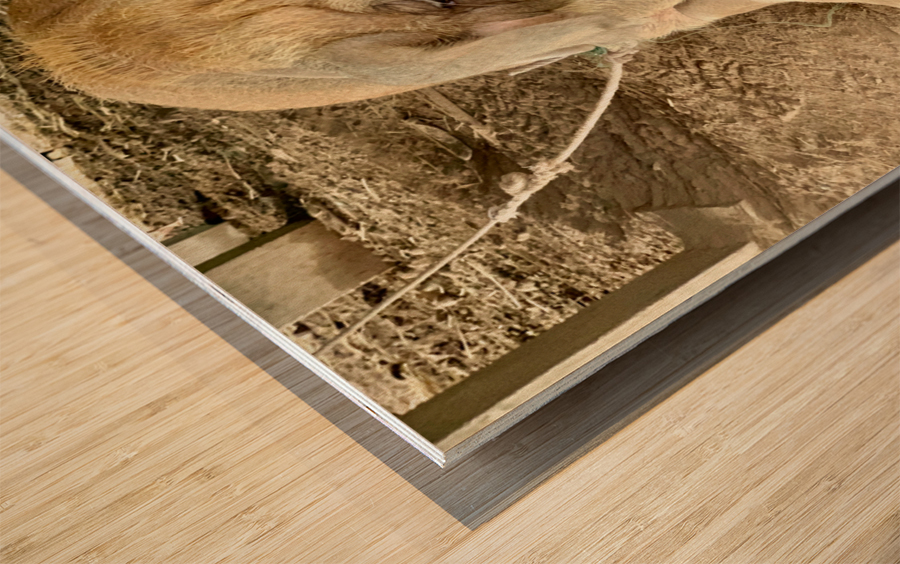 Hello Piggy Wood print