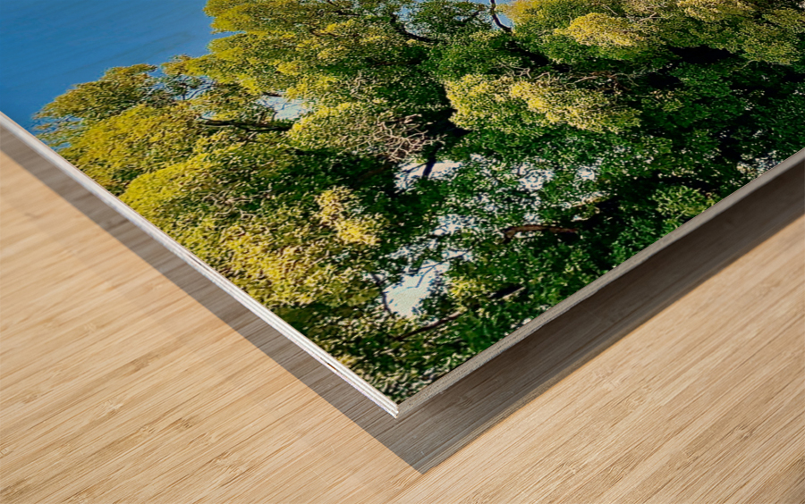 Little White Temple Wood print