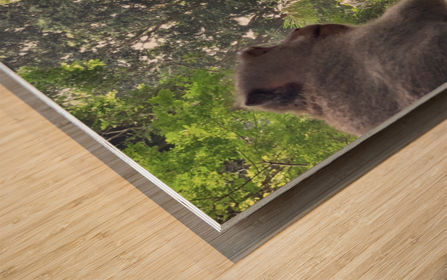 Monkeys on the Roof Impression sur bois