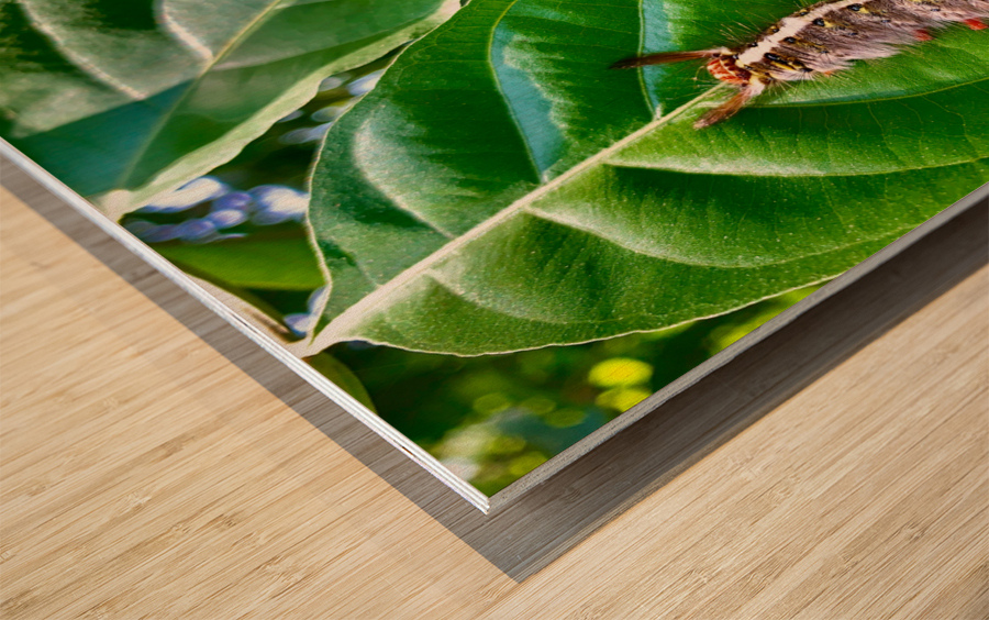 Caterpillar on a Leaf Wood print