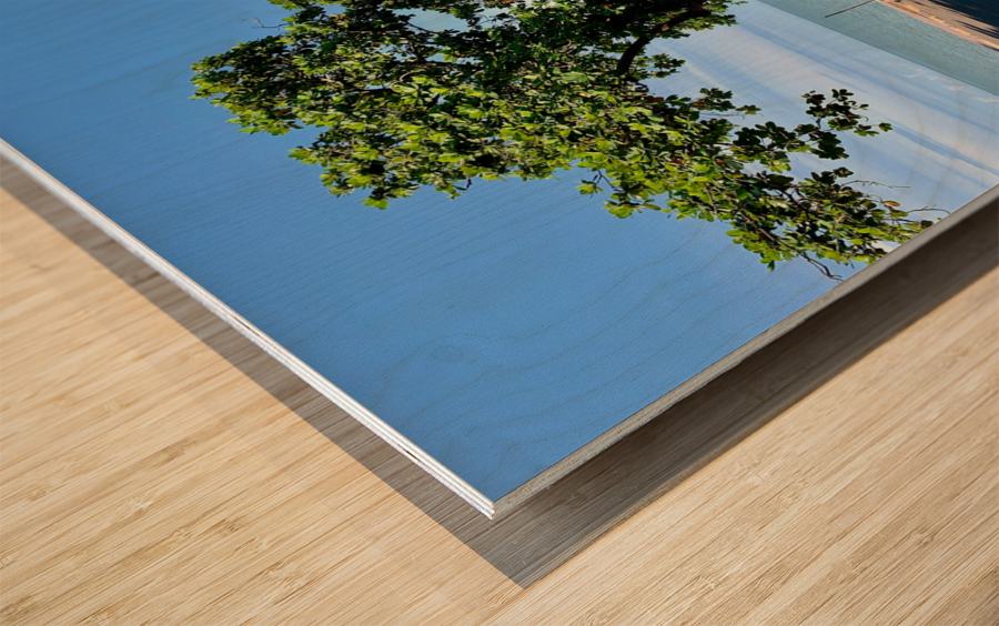 Tree in the Curve Wood print