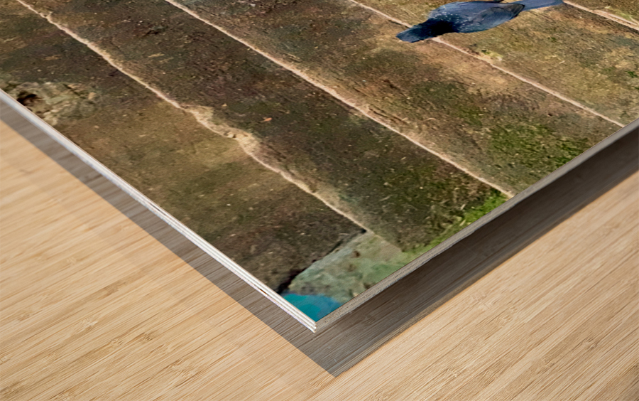 Bird Climbing the Stairs Wood print