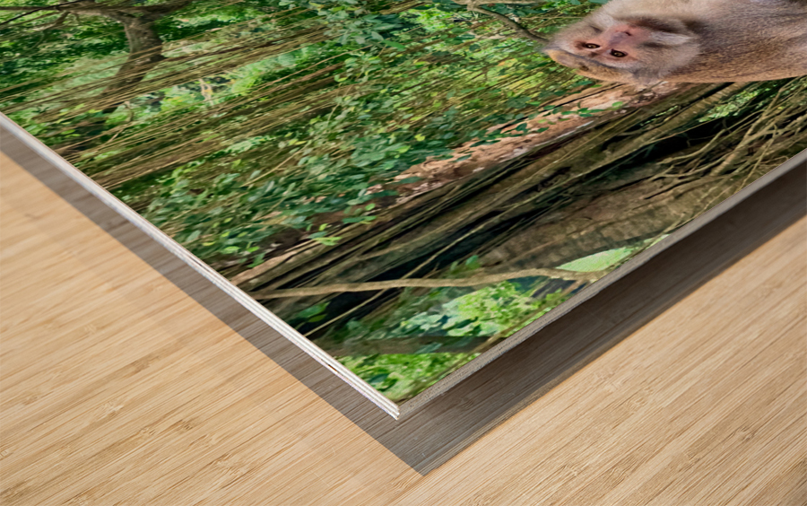 Are you for Real Monkey  Wood print