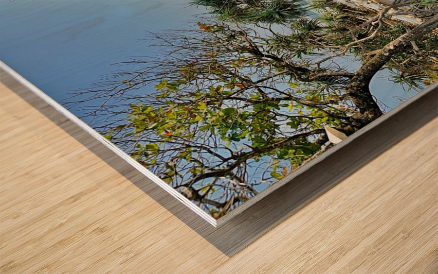 Freedom Cafe Shack Wood print