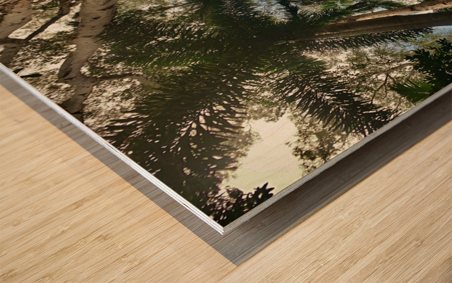 Look Up at the Trees Wood print