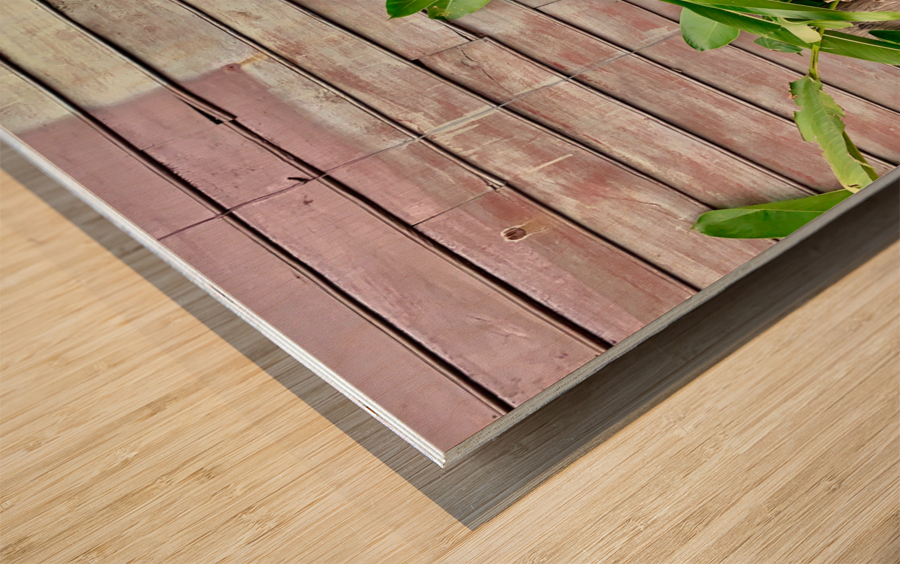 Plants Growing on the Side of the House Wood print