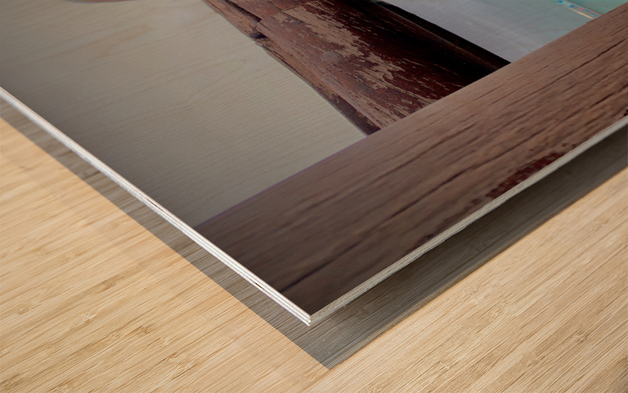 Beatiful White Dog Looking at the Sea Wood print