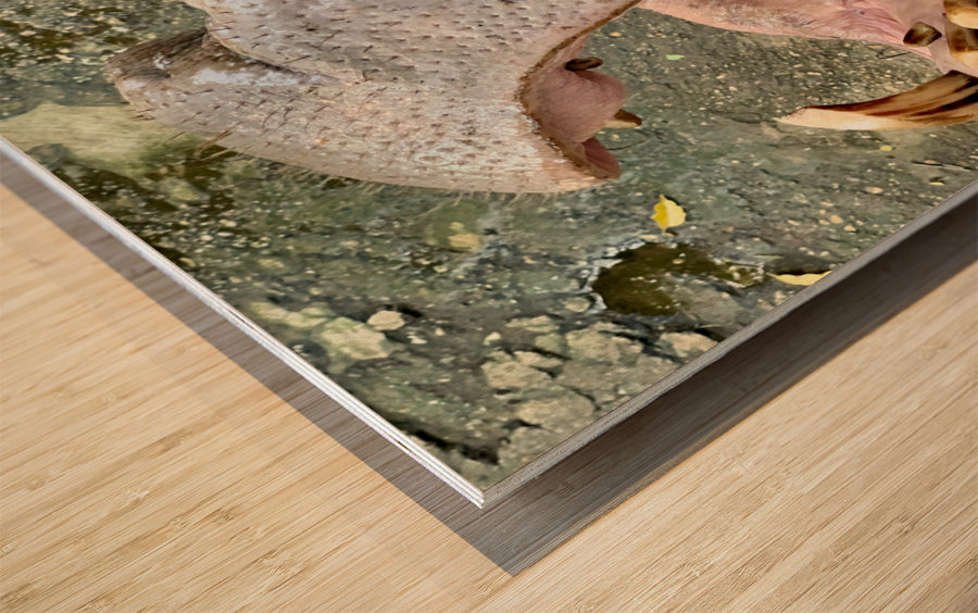 Hippos Teeth Wood print