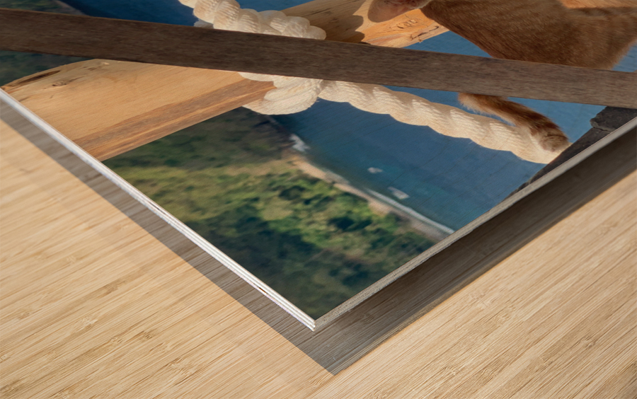 Kitties with a View Impression sur bois