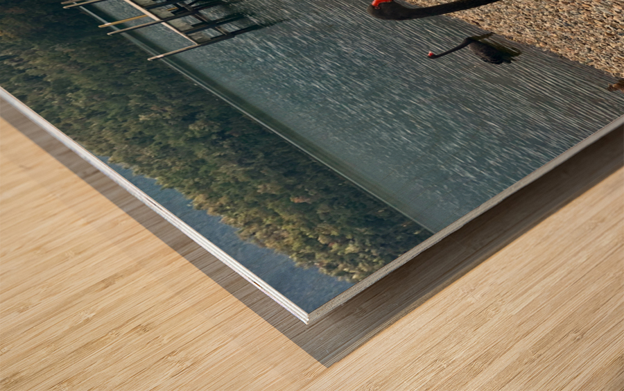 Black Swan by the Lake Wood print