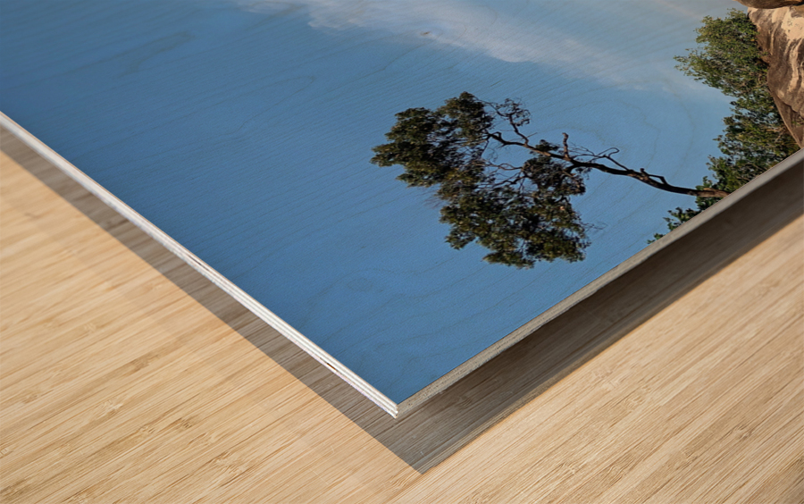 Tree Growing Right Wood print