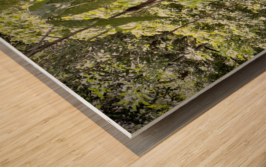 Kabili Sepilok Forest Reserve Orangutans 1 Wood print