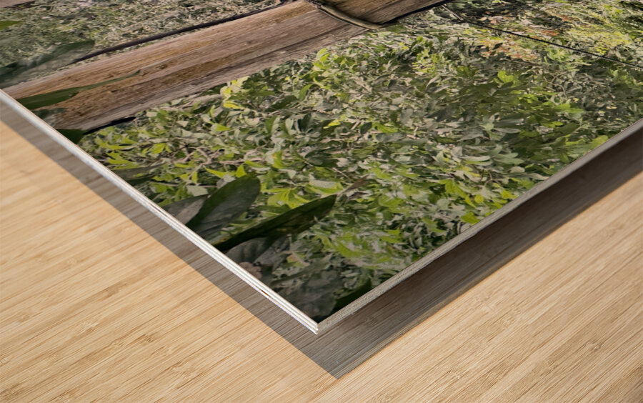 Kabili Sepilok Forest Reserve Orangutans 2 Wood print