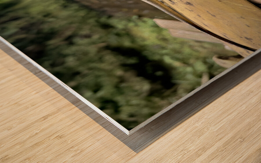 The Lizard Munduk Bali Wood print