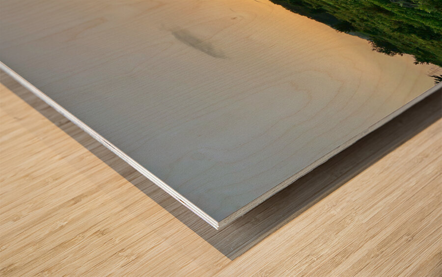 A Horse at Sunrise Jeju South Korea Wood print