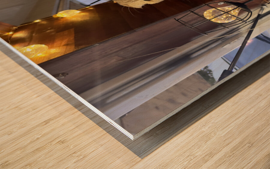 Cuty Cat Jeju South Korea Wood print