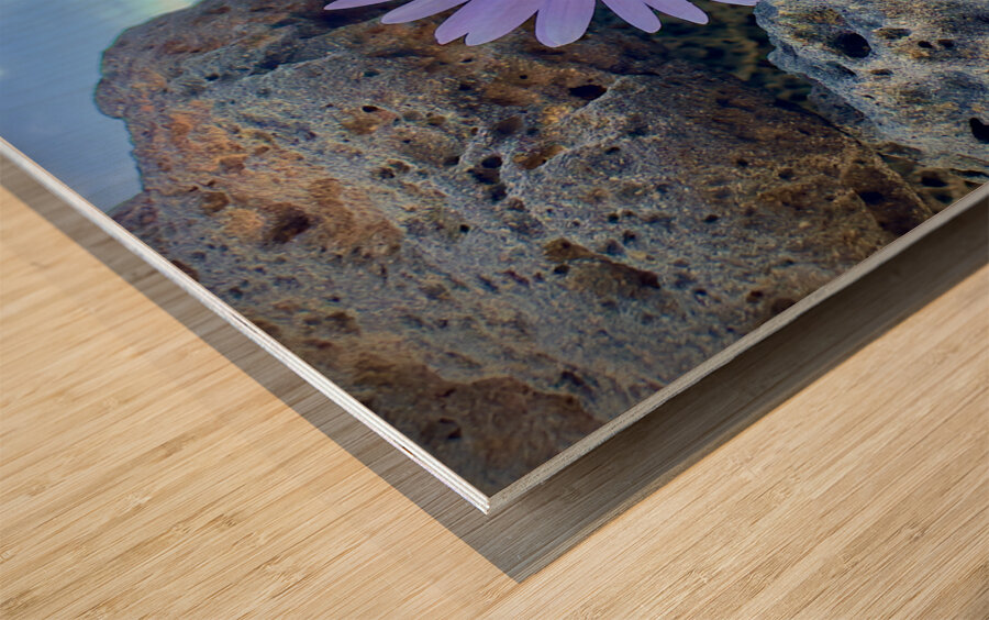 Flower on the Rocks Udo South Korea Wood print