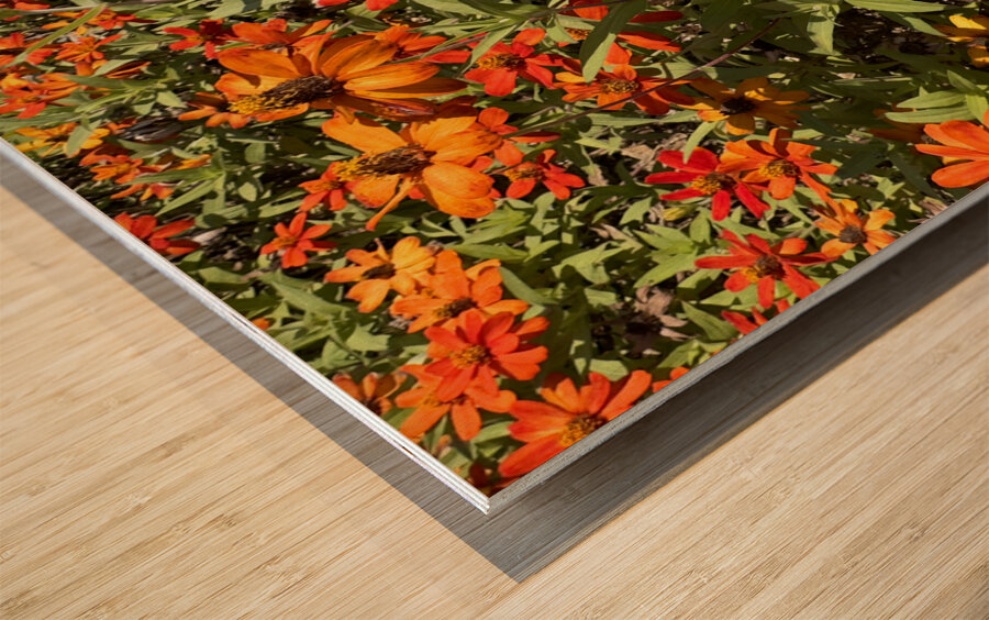 Orange Flowers Seoul South Korea Wood print