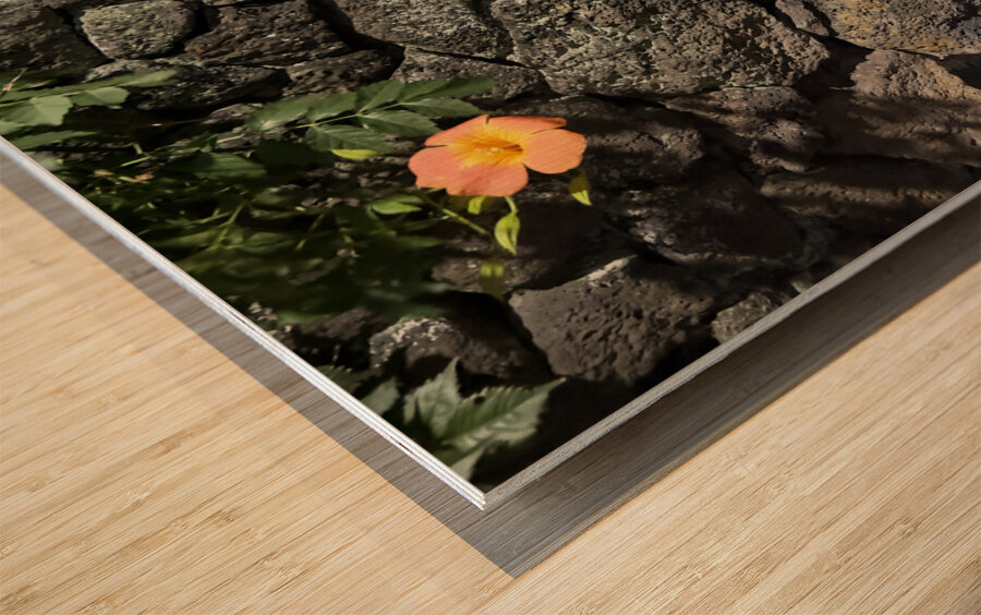 The Black Wall and the Orange Flower Jeju Korea Wood print