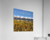 Golden Tammaracks Acrylic Print